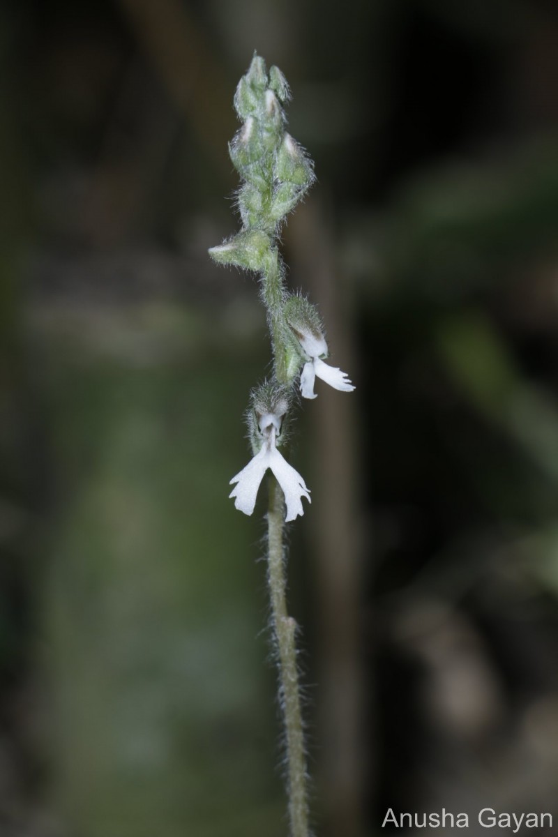 Zeuxine longilabris (Lindl.) Trimen
